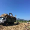 Sản xuất, chế biến mía đường có sự sụt giảm sâu từ khi Việt Nam xoá bỏ quy định về hạn ngạch và giảm thuế nhập khẩu đường xuống mức thấp 5% theo ATIGA, từ đầu năm 2020. (Ảnh: Nguyễn Thị Vân/TTXVN)