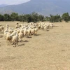 Vùng chăn nuôi cừu của Ninh Thuận tập trung ở xã Phước Trung, huyện Bác Ái. (Ảnh: Nguyễn Thành/TTXVN)