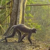 Voọc châu Á Popa là một trong 224 loài mới được liệt kê trong bản cập nhật mới nhất của WWF về khu vực sông Mekong. (Nguồn: theguardian.com)