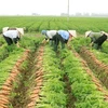 Nông dân Hải Dương thu hoạch cà rốt để tiêu thụ trong nước và xuất khẩu sang thị trường Nhật Bản, Malaysia và các nước Trung Đông, tháng 1/2022. (Ảnh: Vũ Sinh/TTXVN)