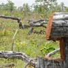 Hiện trường vụ phá rừng tại tiểu khu 205. Ảnh: Tuấn Anh/TTXVN