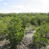 Mô hình trồng rừng ngập mặn phục hồi hệ sinh thái, ứng phó biến đổi khí hậu tại khu vực Đầm Nại, huyện Ninh Hải (Ninh Thuận). (Ảnh: Nguyễn Thành/TTXVN)
