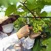 Bộ trưởng Lê Minh Hoan đề nghị phía Hoa Kỳ tiếp tục hỗ trợ Việt Nam chuyển đổi nông nghiệp xanh, thân thiện với môi trường. (Ảnh: Tuấn Đức/TTXVN)