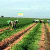 Nông dân xã Đức Chính, huyện Cẩm Giàng (Hải Dương) thu hoạch cà rốt cho tiêu thụ trong nước và xuất khẩu. (Ảnh: Mạnh Tú/TTXVN)