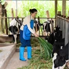 Chị Thiên Nga - một trong những phụ nữ chăn nuôi bò sữa tiêu biểu tại Lâm Đồng, chị vừa hoàn thành tốt công việc tại nông trại vừa chăm lo việc nhà chu đáo.