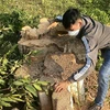 Một gốc cây bằng lăng có đường kính lớn vừa bị chặt hạ thuộc khu vực rừng xã Sơn Hội, huyện Sơn Hòa (Phú Yên). (Ảnh: Tường Quân/TTXVN)