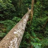 Gỗ rừng bị đốn hạ trái phép ở Khu Bảo tồn thiên nhiên Bắc Hướng Hóa. (TTXVN phát)