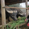 Người dân bản Phìn Chải, xã Giang Ma, huyện Tam Đường (Lai Châu) chủ động trồng cỏ thêm nguồn thức ăn xanh cho gia súc. (Ảnh: Nguyễn Oanh/TTXVN)