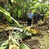 Vườn chuối của người dân ấp 7, xã Thanh Sơn bị voi rừng quật ngã vào giữa tháng 9/2022. (Ảnh: TTXVN phát)