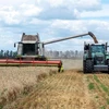 Nông dân thu hoạch lúa mỳ trên cánh đồng ở Kharkiv (Ukraine) ngày 19/7/2022. (Ảnh: AFP/TTXVN)