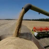 Thu hoạch ngũ cốc trên cánh đồng ở Zhovtneve (Ukraine). (Ảnh: Reuters/TTXVN)