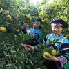 Niềm vui của đồng bào dân tộc Bố Y, xã Lao Chải, thị trấn Mường Khương, thu hoạch quýt được mùa, được giá. (Ảnh: Quốc Khánh/TTXVN)