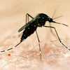 Bệnh viêm não Nhật Bản do virus JEV gây ra, thông qua muỗi truyền bệnh và phổ biến ở những khu vực có muỗi hoạt động mạnh. (Nguồn: The Guardian)