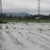 Một cánh đồng lúa ở Nghệ An bị ngập sau mưa lớn, hồi tháng 11/2022. (Ảnh : Nguyễn Văn Nhật/TTXVN)