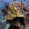 Bệnh quầng vàng lây lan nhanh đang tàn phá các rạn san hô của Thái Lan. (Nguồn: France 24)
