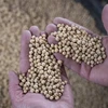 Nông dân thu hoạch đậu tương tại một trang trại ở Scribber, bang Nebraska (Mỹ). (Ảnh: AFP/TTXVN)