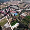 Diện tích chuyển đổi từ trồng lúa sang mô hình trồng hoa cây cảnh đem lại kinh tế cao tại xã Mễ Sở, huyện Văn Giang (Hưng Yên). (Ảnh: Phạm Kiên/TTXVN)