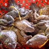 Với giá bán ếch từ 53.000-55.000 đồng/kg, sau khi trừ chi phí, người nuôi thu lãi hơn 20.000 đồng/kg. (Nguồn: Thủy sản Việt Nam)
