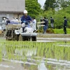 Trồng lúa trên cánh đồng tại thị trấn Futaba, tỉnh Fukushima (Nhật Bản) ngày 19/5/2021. (Ảnh: Kyodo/TTXVN)