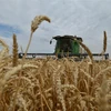 Thu hoạch lúa mỳ trên cánh đồng ở Stavropol (Nga). (Ảnh: AFP/TTXVN)