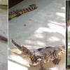 Các cá thể động vật hoang dã được lực lượng Kiểm lâm Tây Ninh tiếp nhận. (Nguồn: Tây Ninh Online)
