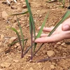 Những cây ngô được trồng ở xã Mã Ba, huyện Hà Quảng (Cao Bằng) không thể phát triển vì hạn hán, thời điểm cuối tháng Tư vừa qua. (Ảnh: Quốc Đạt/TTXVN)