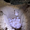 Rùa xanh (còn gọi là Vích) lên Bãi Cát Lớn-Hòn Bảy Cạnh, Vườn quốc gia Côn Đảo đẻ trứng. (Ảnh minh họa: TTXVN phát)