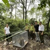 Hạt Kiểm lâm huyện Tam Dương, tỉnh Vĩnh Phúc cùng Ban Quản lý Rừng Quốc gia Tam Đảo tổ chức thả cá thể khỉ đuôi lợn về môi trường rừng tự nhiên. (Ảnh: TTXVN phát)