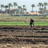 Nông dân trên cánh đồng ở tỉnh Assiut của Ai Cập - quốc gia châu Phi đối mặt với tình trạng khan hiếm nước nghiêm trọng, với mức thâm hụt khoảng 21 tỷ m3 mỗi năm. (Ảnh: AFP/TTXVN)