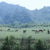 Đàn ngựa trên thảo nguyên Đồng Lâm xứ Lạng. (Ảnh: Anh Tuấn/TTXVN)