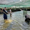 Bể nuôi cá giống của một hộ dân ở huyện Đam Rông với những con cá có thể nặng tới 40-50kg để cung cấp một phần cá giống cho người dân địa phương. (Ảnh: Nguyễn Dũng/TTXVN)