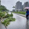 Cây cối gãy đổ khi bão Saola đổ bộ vào Tseung Kwan O, Hong Kong (Trung Quốc) ngày 2/9/2023. (Ảnh: AFP/TTXVN)