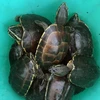 Kiên Giang phát hiện vụ vận chuyển rùa, nghi là loài quý hiếm