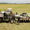 Việt Nam sẽ cung ứng cho thị trường thế giới trên 7,5 triệu tấn gạo trong năm nay. (Ảnh: Vũ Sinh/TTXVN)