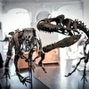 Hóa thạch xương khủng long được trưng bày tại nhà đấu giá Artcurial ở Paris (Pháp), ngày 13/11/2018. (Ảnh: AFP/TTXVN)