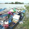 Người dân vẫn đánh bắt cá tại hồ Dầu Tiếng. (Ảnh: Minh Phú/TTXVN)