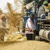 Nông dân tách vỏ trấu khỏi hạt gạo ở Amritsar (Ấn Độ). (Ảnh: AFP/TTXVN)