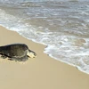 Thả rùa biển quý hiếm về lại đại dương. (Ảnh: TTXVN phát)