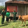 Ban Chỉ huy Quân sự huyện Sông Hinh (Phú Yên) triển khai chương trình tặng bò giống cho đồng bào dân tộc thiểu số xuyên suốt những năm qua, góp phần cùng địa phương giảm nghèo bền vững. (Ảnh: TTXVN phát)