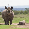 Ảnh minh họa. (Nguồn: Save the Rhino International)