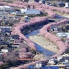 Những ngôi nhà trong mùa hoa anh đào nở rộ tại tỉnh Shizuoka (Nhật Bản). (Ảnh minh họa: Kyodo/TTXVN)