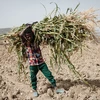 Em nhỏ làm việc dưới trời nắng nóng tại Tigray (Ethiopia). (Ảnh: AFP/TTXVN)