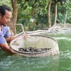 Anh Nguyễn Chí Tâm kiểm tra trọng lượng cá chạch lấu được nuôi trong bể lót bạt. (Ảnh: Nhựt An/TTXVN)
