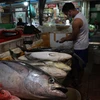 Con cá ngừ nặng hơn 40kg có giá khoảng 4 triệu rưỡi cả con. (Ảnh: Ngọc Duy/Vietnam+)
