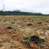 Sân bay A So được trồng cây xanh sau khi xử lý đất bị nhiễm dioxin. (Ảnh: Đỗ Trưởng/TTXVN)