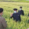 Thủ tướng Triều Tiên Kim Tok-hun (giữa) thăm một nông trại ở Anak, tỉnh Nam Hwanghae hồi tháng Năm năm ngoái. (Ảnh: Yonhap/TTXVN)
