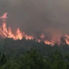 Cháy rừng lan rộng gần làng Lefkimmi, gần Alexandroupoli, phía Bắc Hy Lạp. (Ảnh: AFP/TTXVN)
