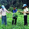 Quảng Bình hiện có trên 590.000ha rừng, tỷ lệ che phủ rừng gần 70%. (Ảnh: Tá Chuyên/TTXVN)
