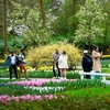Du khách tham quan vườn hoa Keukenhof ở Lisse (Hà Lan), ngày 21/3/2024. (Ảnh: AFP/TTXVN)