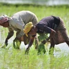 Nông dân trồng lúa trên cánh đồng tại Nagaon, bang Assam (Ấn Độ). (Ảnh: THX/TTXVN)